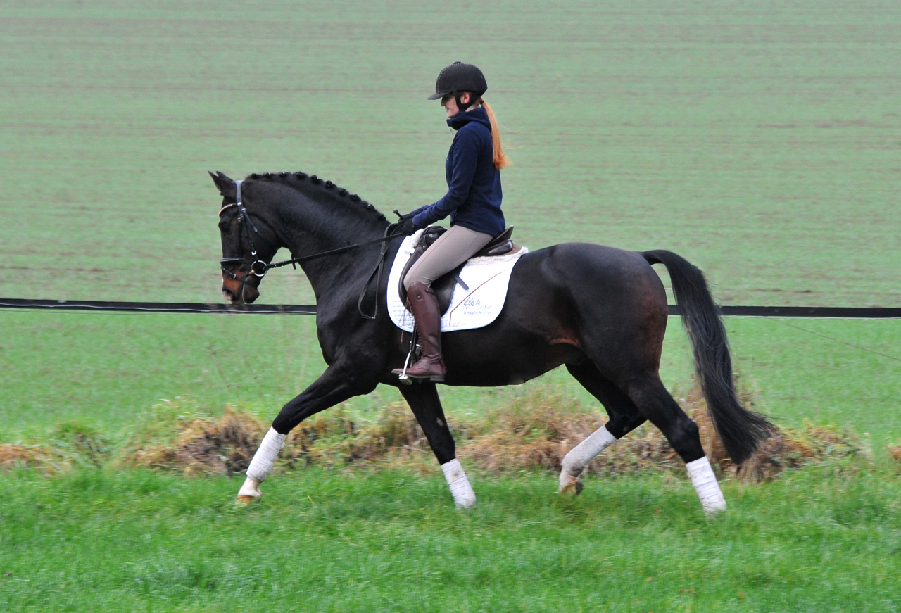 Prämienhengst Shavalou von Freudenfest - Foto: Beate Langels - 
Trakehner Gestüt Hämelschenburg