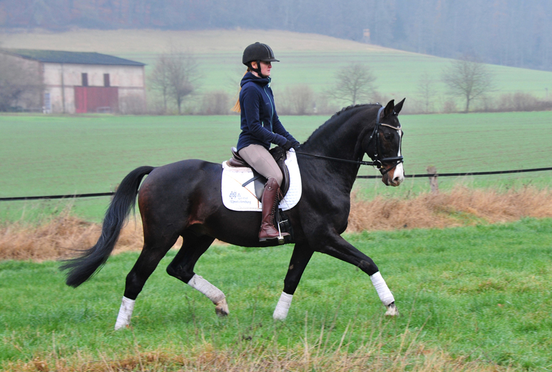 Prämienhengst Shavalou von Freudenfest - Foto: Beate Langels - 
Trakehner Gestüt Hämelschenburg