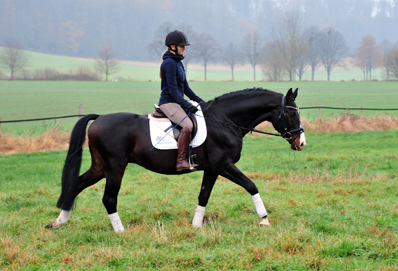 Prämienhengst Shavalou von Freudenfest - Foto: Beate Langels - 
Trakehner Gestüt Hämelschenburg