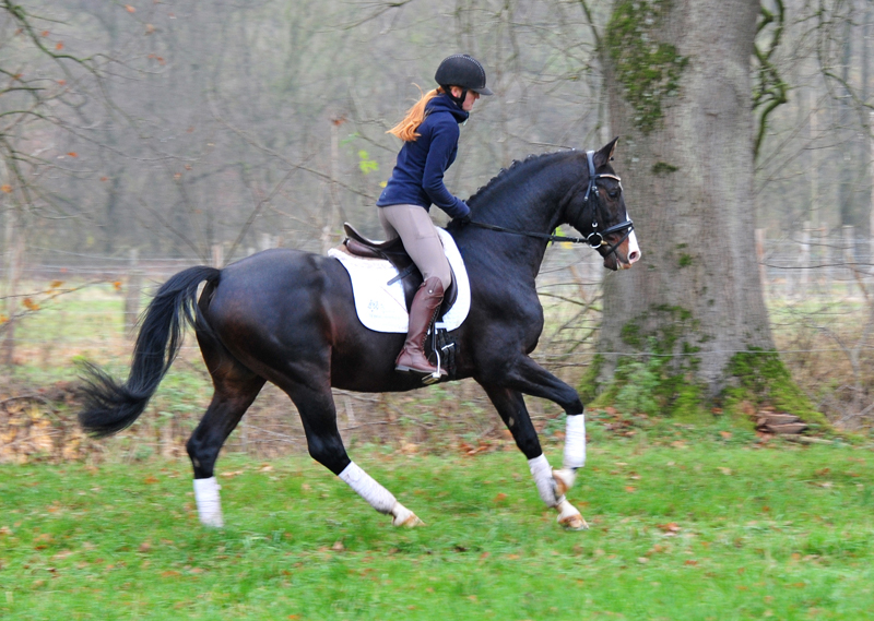 Prämienhengst Shavalou von Freudenfest - Foto: Beate Langels - 
Trakehner Gestüt Hämelschenburg