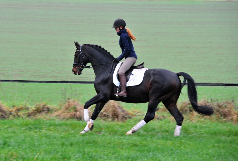 Prämienhengst Shavalou von Freudenfest - Foto: Beate Langels - 
Trakehner Gestüt Hämelschenburg