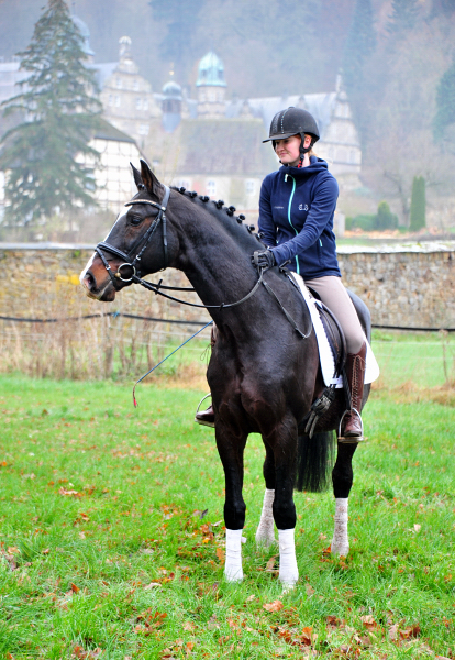 Prämienhengst Shavalou von Freudenfest - Foto: Beate Langels - 
Trakehner Gestüt Hämelschenburg
