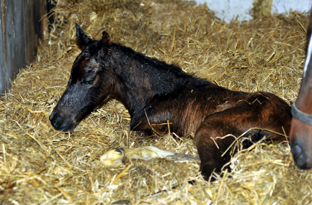 Oldenburger Stutfohlen von De Niro u.d. Schwalbendiva v. Totilas - 13. Mrz 2016 - Foto: Beate Langels - Trakehner Gestt Hmelschenburg
