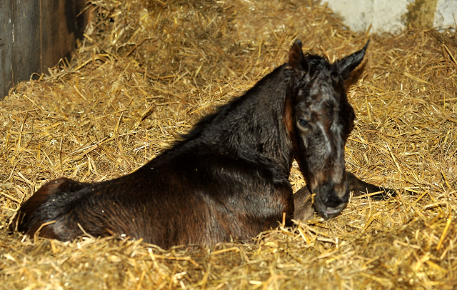 Oldenburger Stutfohlen von De Niro u.d. Schwalbendiva v. Totilas - 13. Mrz 2016 - Foto: Beate Langels - Trakehner Gestt Hmelschenburg