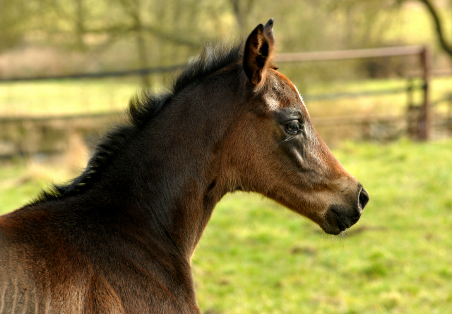 Stutfohlen von High Motion u.d. Pr.u.StPrSt. Schwalbenmagie v. Exclusiv - Foto Beate Langels - Gestt Schplitz