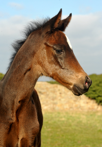 Stutfohlen von High Motion u.d. Pr.u.StPrSt. Schwalbenmagie v. Exclusiv - Foto Beate Langels - Gestt Schplitz