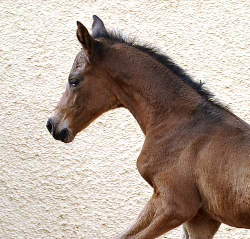 Hengstfohlen von High Motion u.d. Schwalbenlicht v. Imperio - Trakehner Gestt Hmelschenburg - Beate Langels