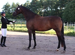 Prmienstute Ardeline v. Freudenfest x Showmaster