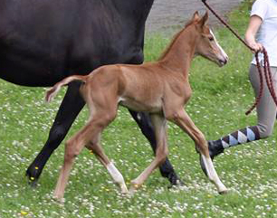 Trakehner Hengstfohlen von Shavalou x Herzruf, Foto: Simone Bell