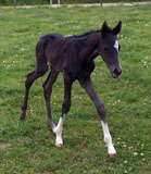 Rapphengst von Exclusiv x Sapros