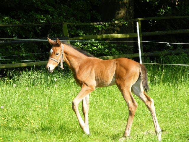 Trakehner Stutfohlen von Saint Cyr u.d. Hetti v. Exclusiv, Foto: Ursula Bremer