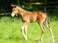  Stutfohlen von Saint Cyr u.d. Hetti v. Exclusiv