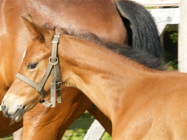 Trakehner Stutfohlen von Saint Cyr u.d. Hetti v. Exclusiv, Foto: Ursula Bremer