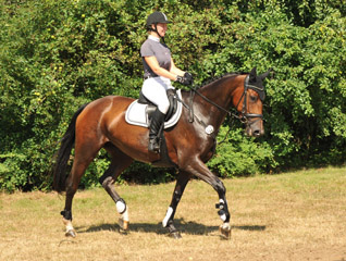 Galila von Exclusiv - Maestro, Prmienanwrterin des Trakehner Verbandes 2012, Foto: Beate Langels