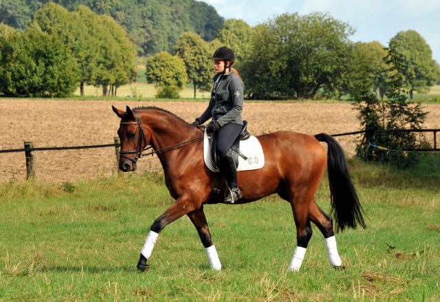 Trakehner Wallach von Freudenfest u.d. Elitestute Agatha Christy v. Showmaster - Foto Beate Langels