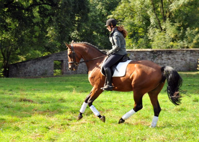 Trakehner Wallach von Freudenfest u.d. Elitestute Agatha Christy v. Showmaster - Foto Beate Langels