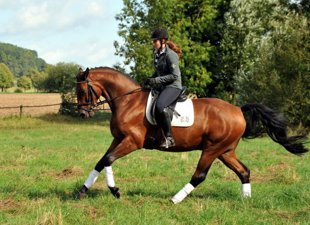 Trakehner Wallach von Freudenfest u.d. Elitestute Agatha Christy v. Showmaster - Foto Beate Langels