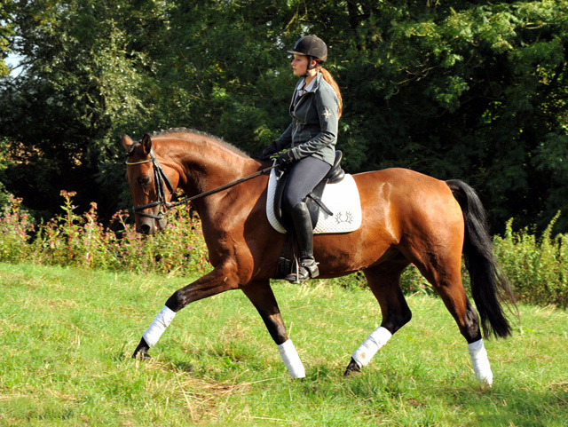 Trakehner Wallach von Freudenfest u.d. Elitestute Agatha Christy v. Showmaster - Foto Beate Langels