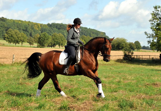 Trakehner Wallach von Freudenfest u.d. Elitestute Agatha Christy v. Showmaster - Foto Beate Langels