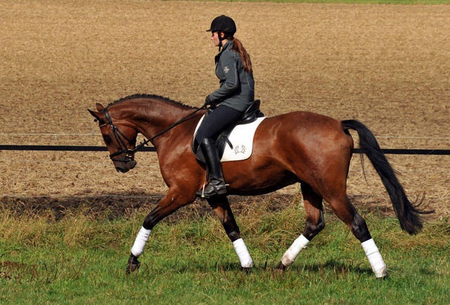 Trakehner Wallach von Freudenfest u.d. Elitestute Agatha Christy v. Showmaster - Foto Beate Langels