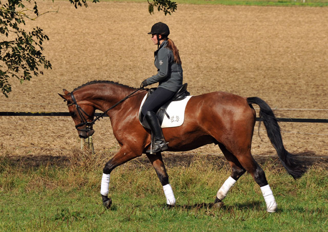 Trakehner Wallach von Freudenfest u.d. Elitestute Agatha Christy v. Showmaster - Foto Beate Langels