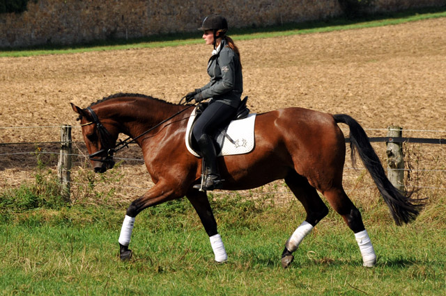 Trakehner Wallach von Freudenfest u.d. Elitestute Agatha Christy v. Showmaster - Foto Beate Langels