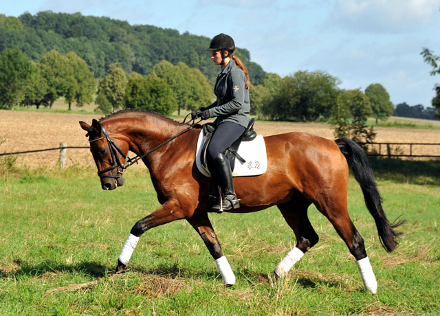 Trakehner Wallach von Freudenfest u.d. Elitestute Agatha Christy v. Showmaster - Foto Beate Langels