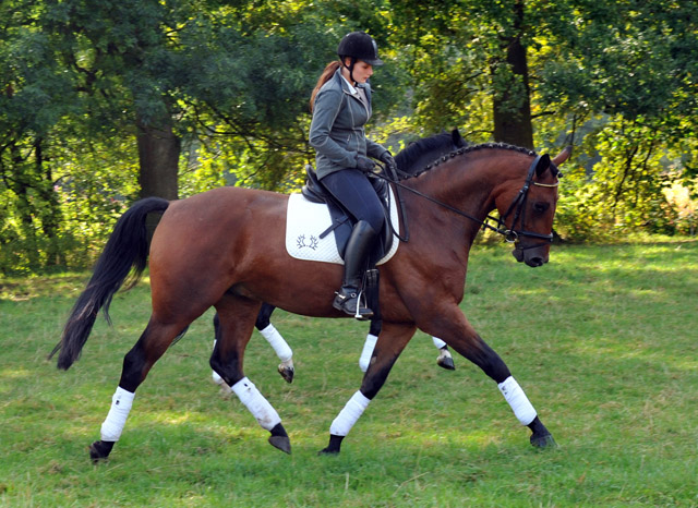 Trakehner Wallach von Freudenfest u.d. Elitestute Agatha Christy v. Showmaster - Foto Beate Langels