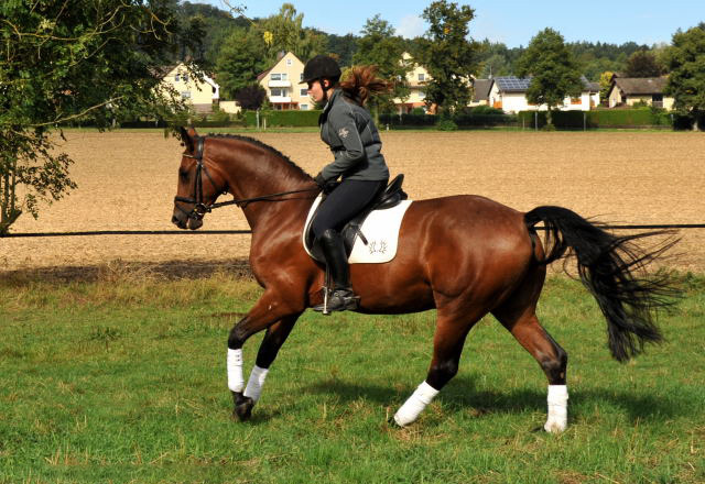 Trakehner Wallach von Freudenfest u.d. Elitestute Agatha Christy v. Showmaster - Foto Beate Langels