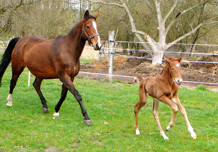 Trakehner Stutfohlen von Freudenfest u.d. StPrSt. Grand Dame v. Kennedy, Foto: Meisner