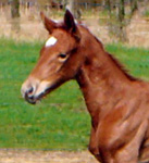 Stutfohlen von Freudenfest x Kennedy  - Foto: Meisner