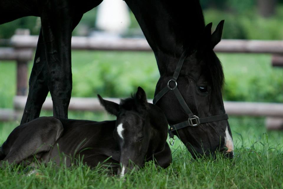 Trakehner Hengstfohlen von Oliver Twist u.d. u.d. Polarlady v. Michelangelo - Foto: Ltteken