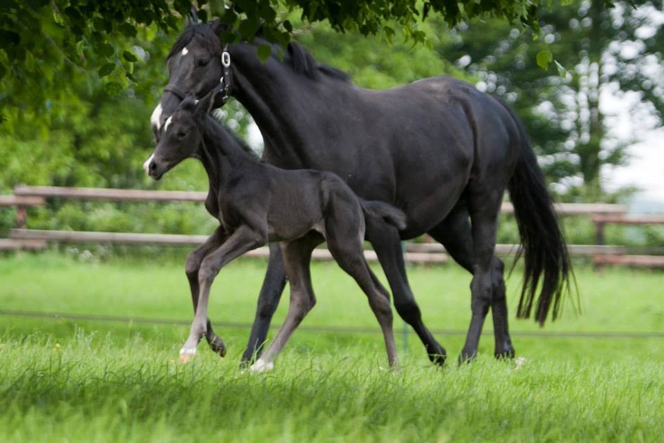Trakehner Hengstfohlen von Oliver Twist u.d. u.d. Polarlady v. Michelangelo - Foto: Ltteken