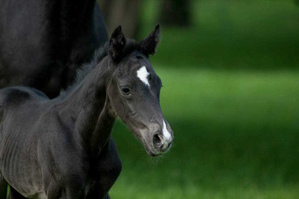 Trakehner Hengstfohlen von Oliver Twist u.d. u.d. Polarlady v. Michelangelo - Foto: Ltteken