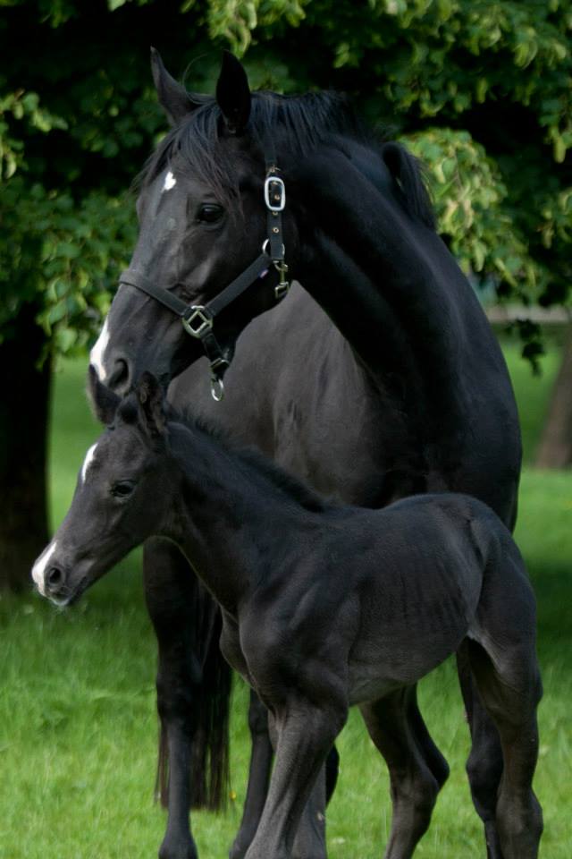 Trakehner Hengstfohlen von Oliver Twist u.d. u.d. Polarlady v. Michelangelo - Foto: Ltteken