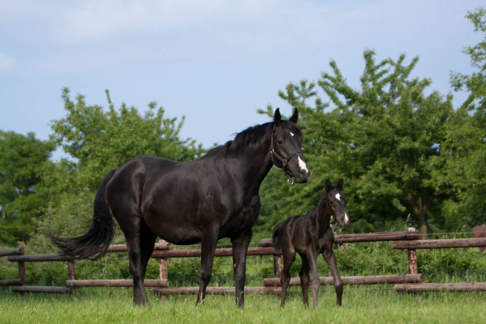 Trakehner Hengstfohlen von Oliver Twist u.d. u.d. Polarlady v. Michelangelo - Foto: Ltteken