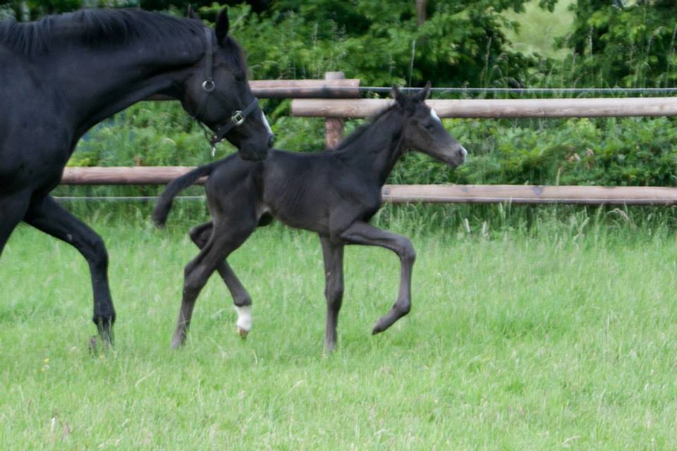 Trakehner Hengstfohlen von Oliver Twist u.d. u.d. Polarlady v. Michelangelo - Foto: Ltteken