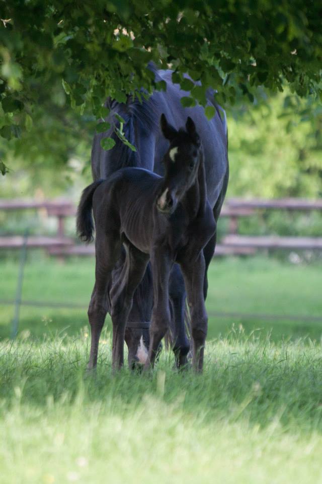 Trakehner Hengstfohlen von Oliver Twist u.d. u.d. Polarlady v. Michelangelo - Foto: Ltteken