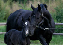Hengstfohlen von Oliver Twist x Michelangelo