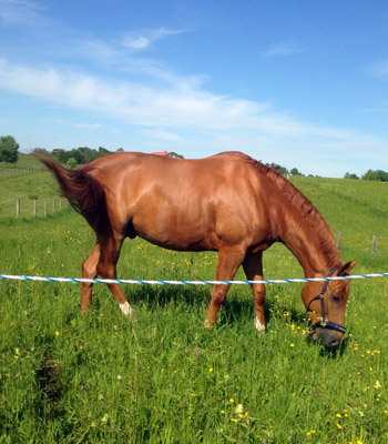 Rivergold v. Freudenfest - Trakehner Gestt Hmelschenburg