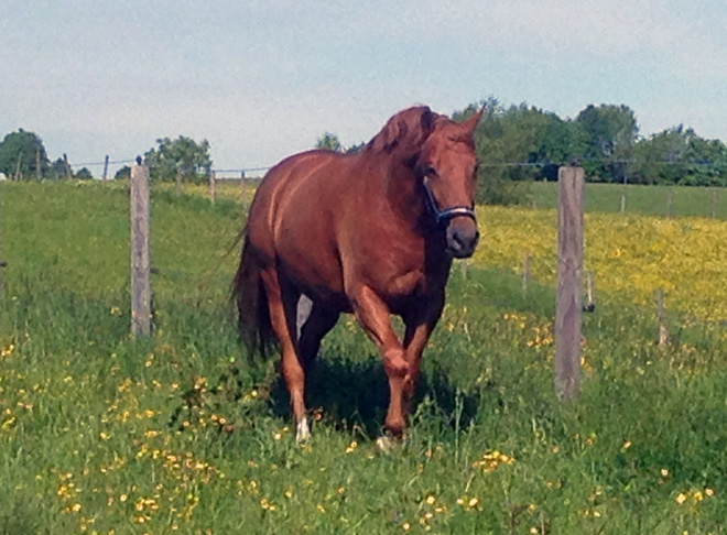 Rivergold v. Freudenfest - Trakehner Gestt Hmelschenburg