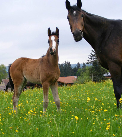 Trakehner Stutfohlen von Freudenfest x Summertime, Foto: Rupp