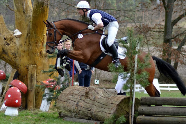 5jhriger Trakehner Hengst Scoubidou von Summertime - Herzruf