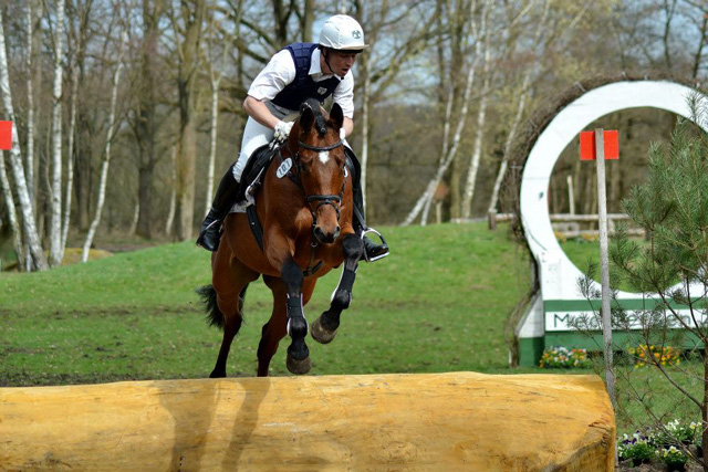 5jhriger Trakehner Hengst Scoubidou von Summertime - Herzruf