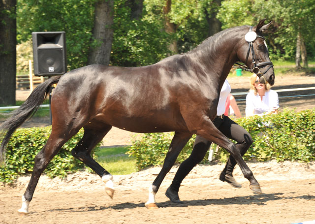 Schwalbensiegel von Kostolany u.d. Pr.,StPr. u. Elitestute Schwalbenspiel v. Exclusiv - Foto: Beate Langels - Zchter : Trakehner Gestt Hmelschenburg