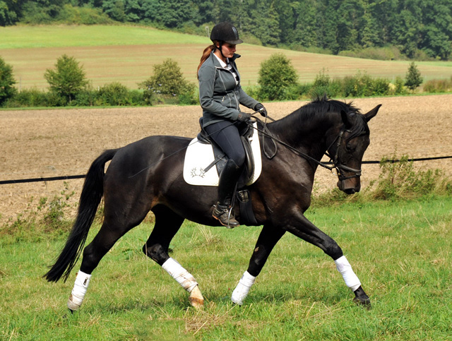 4jhriger Trakehner Wallach von Summertime u.d. Schwalbenflair v. Exclusiv, Gestt Hmelschenburg