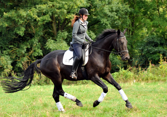 4jhriger Trakehner Wallach von Summertime u.d. Schwalbenflair v. Exclusiv, Gestt Hmelschenburg