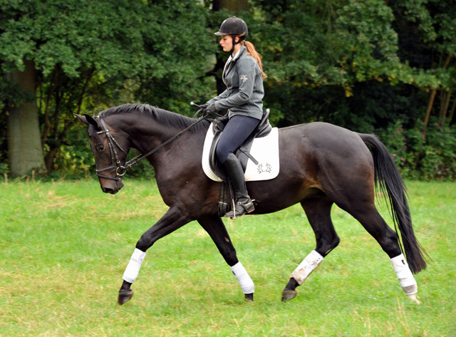 4jhriger Trakehner Wallach von Summertime u.d. Schwalbenflair v. Exclusiv, Gestt Hmelschenburg