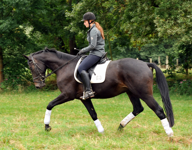 4jhriger Trakehner Wallach von Summertime u.d. Schwalbenflair v. Exclusiv, Gestt Hmelschenburg