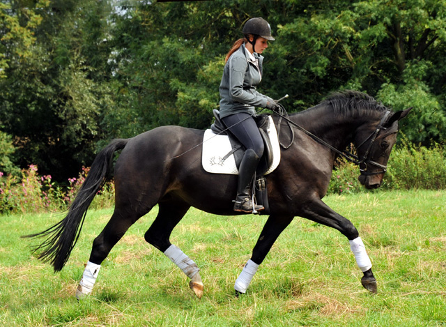 4jhriger Trakehner Wallach von Summertime u.d. Schwalbenflair v. Exclusiv, Gestt Hmelschenburg